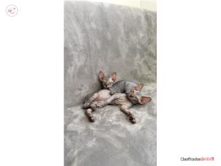 Sphynx Macho Puerto Rico