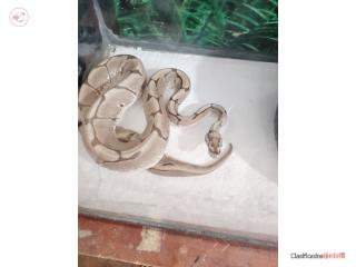Ball python hembra  Puerto Rico