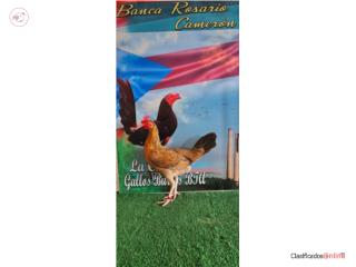 Pollos finos de tres meses