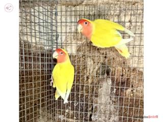 Lovebird lutinos machos 