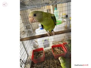 Pericos cabeza ciruela $450 hembra