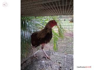 Venta de pollos de pelea bien castados 