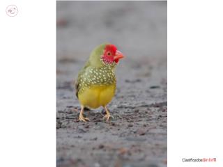 Star Finch