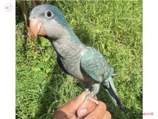 Quaker Bebe azul 