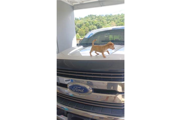 Chihuahua macho Puerto Rico