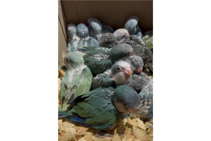 Cotorras quaker azules y otros colores Puerto Rico