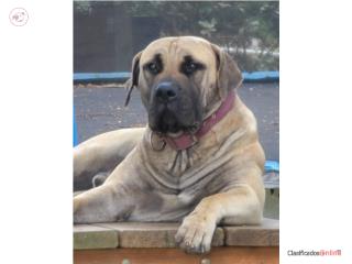 Puerto Rico Boerboel Puppies - Solo 5 Disponibles, Perros Gatos y Caballos