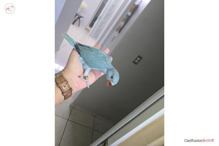 Lindo ring neck azul tuquesa Puerto Rico