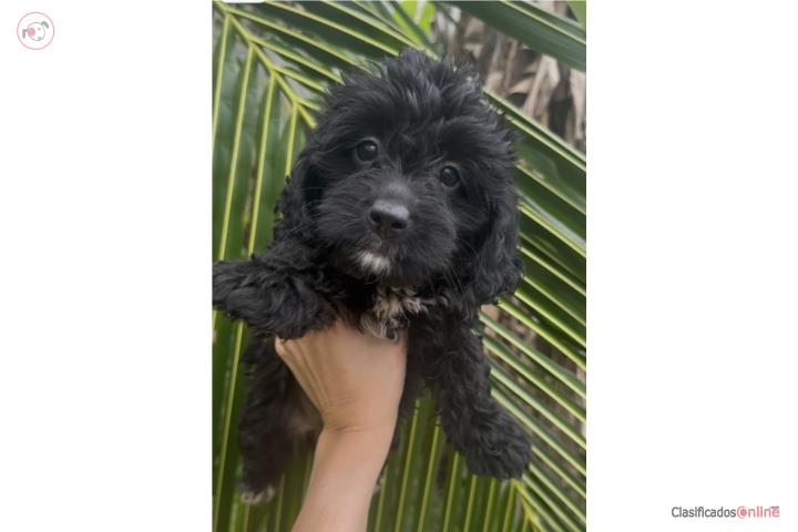 Mini bernedoodle papá toy poodle mamá bernedo Puerto Rico