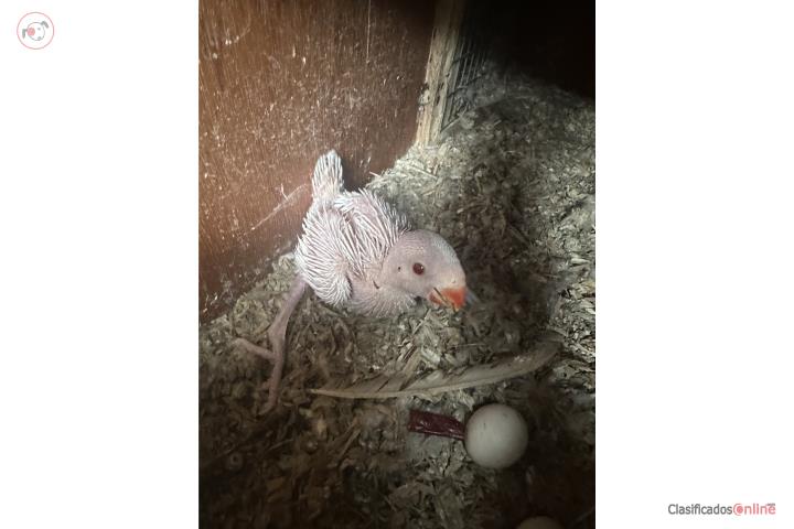 BB Cotorra Ringnecks  Puerto Rico
