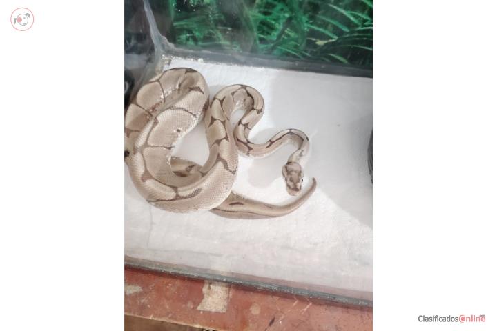 Ball python hembra Puerto Rico