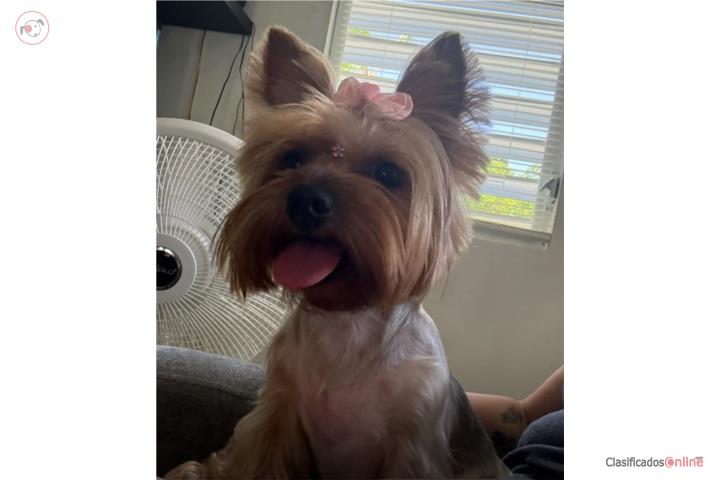Pareja de yorkie Puerto Rico