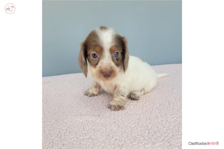 Mini Dachshund / Salchicha Long Hair  Puerto Rico