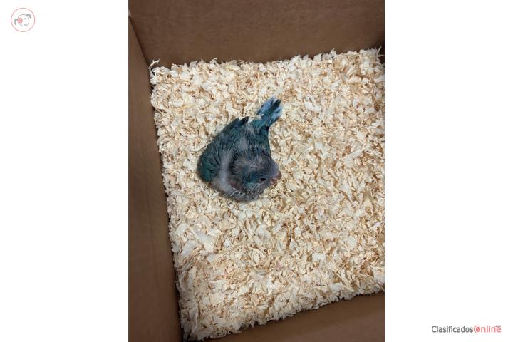 Quaker Bebe Azul Puerto Rico