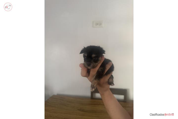 Bellos Chihuahuas pelo largo Puerto Rico