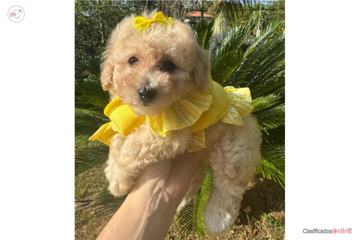 Mini poodle  Puerto Rico