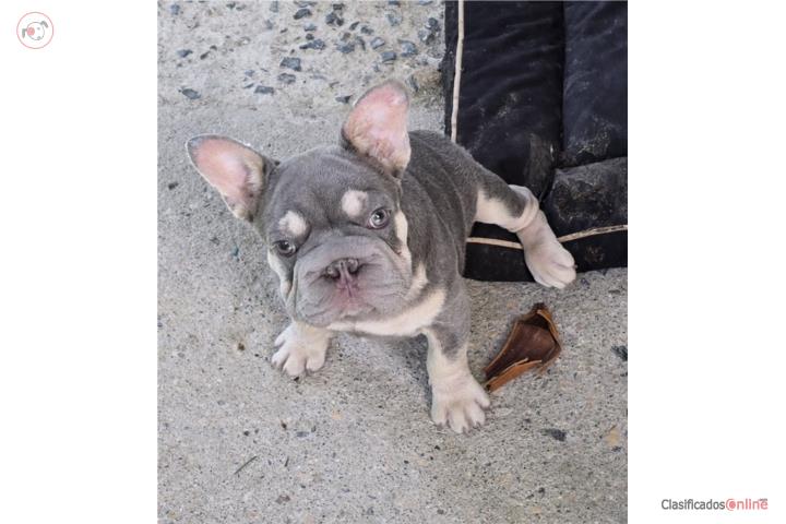 French bulldog bigrope macho  Puerto Rico