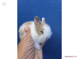 Conejitos lionhead doble factor 