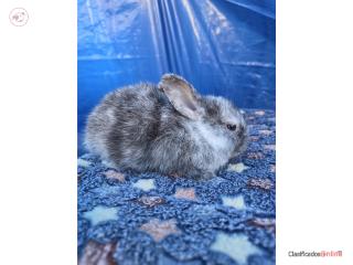 Conejitos enano arlequ�n  Puerto Rico