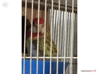Loro rosella (Platycercus) Dos hembras  Puerto Rico