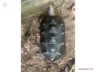 Se vende Red Foot macho Puerto Rico