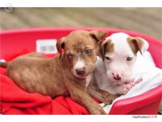 Cachorros de pitbull machos y hembras Puerto Rico