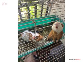Se venden guinea pigs
