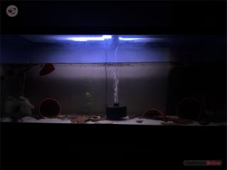 Axolotl con pecera Puerto Rico