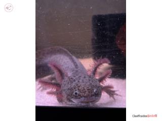 Axolotl con pecera y todo Puerto Rico