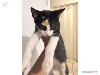 Gatitos 3 meses  Puerto Rico