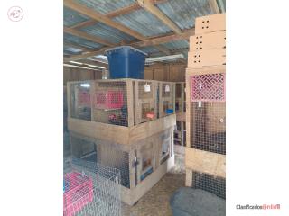 25 Gallinas  con el rancho 3500