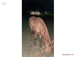 Caballo bueno y está precioso 