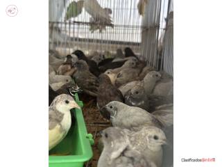 Lote de codornices chinas