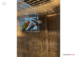 Se vende lovebirds opalinos