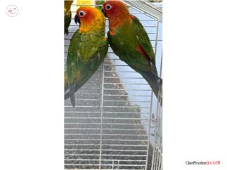 2 Sun Conure no ADN 