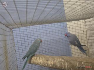 Pareja Ringneck Violeta y azul adulta 3 años