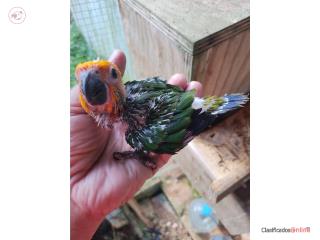 Jenday Conure pichones