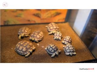 Tortuga Sulcata  Puerto Rico