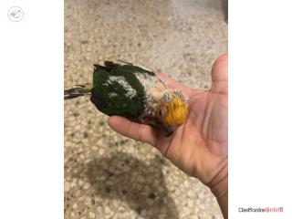Jenday Conure