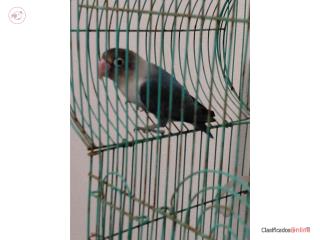 Lovebird 