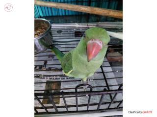 Ringneck 