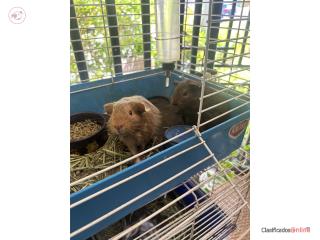 Se venden Guinea Pigs