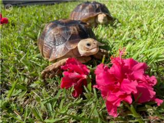 Tortugas terrestres sulcatas nacidas en PR Puerto Rico