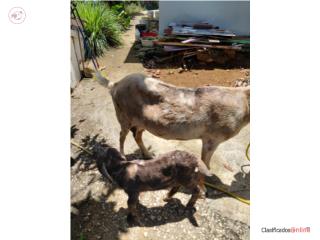 Unas cabras parias  Puerto Rico
