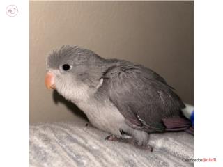 Quaker cobalto handfeed 