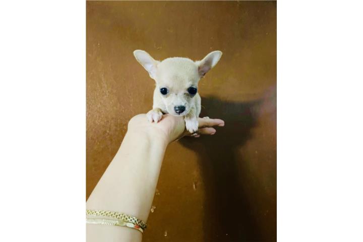 Chihuahua macho Puerto Rico