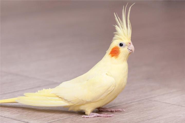 Cockatieles  Puerto Rico