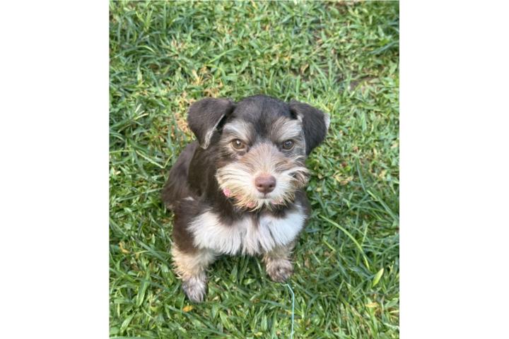 Mini schnauzer  Puerto Rico