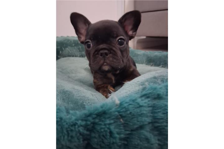 French Bulldog Preciosos  Puerto Rico