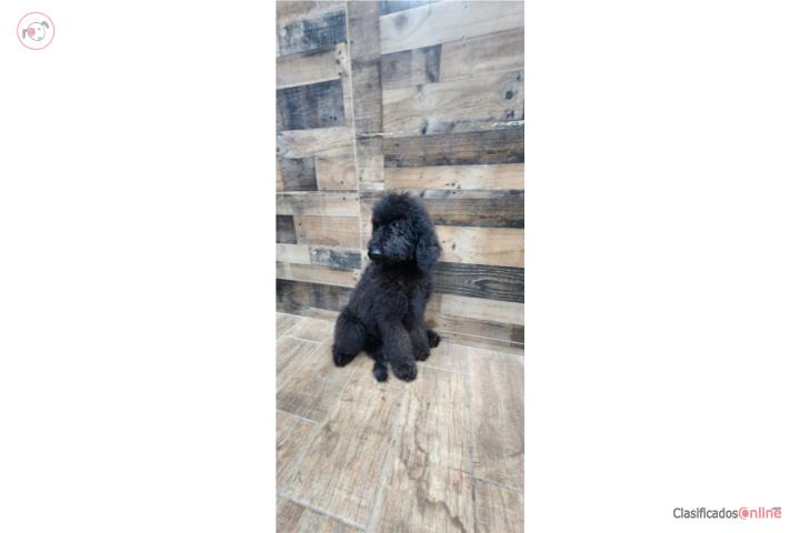 Standard poodle  Puerto Rico